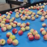 Stainless Steel Fruit Sorting Machine 50 - 150mm Size 220V / 50Hz Power