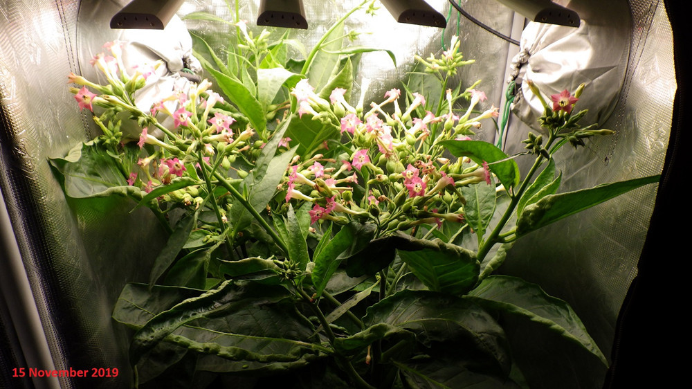 Seed Starting Dimmable LED Grow Lights Bars 50000 Hours Lifespan
