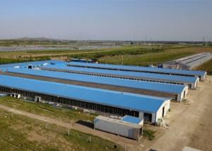 Wholesale Galvanized Steel Structure Poultry House Windproof Steel Chicken House from china suppliers