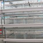 Battery Coop Rearing Poultry Chicken Cage Large Capacity For Hen Raising