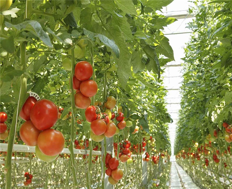 Section 4m Commercial Hydroponic Greenhouse For Lettuce / Cucumber / Tomato