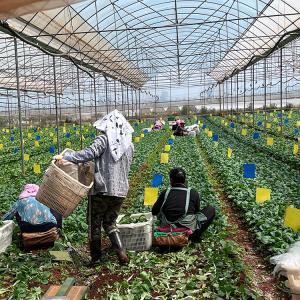 Wholesale Agriculture Growing System Plastic Film Multi Span Greenhouse For Cultivation from china suppliers