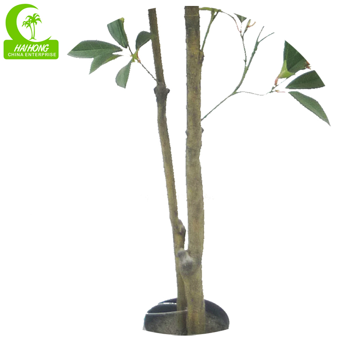 fortune tree