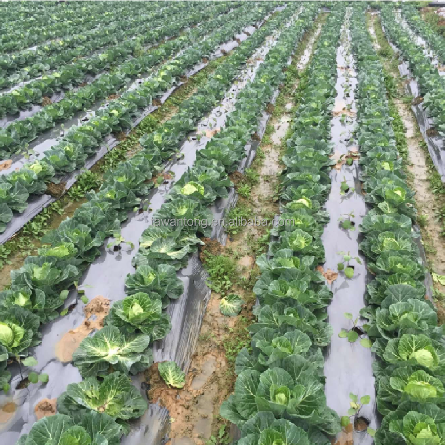 Silver Plastic Mulch Film for Yield Agricultural Cultivation of Tomatoes and Potatoes