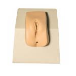 Female Pvc 21*13*20cm Catheterization Training Models