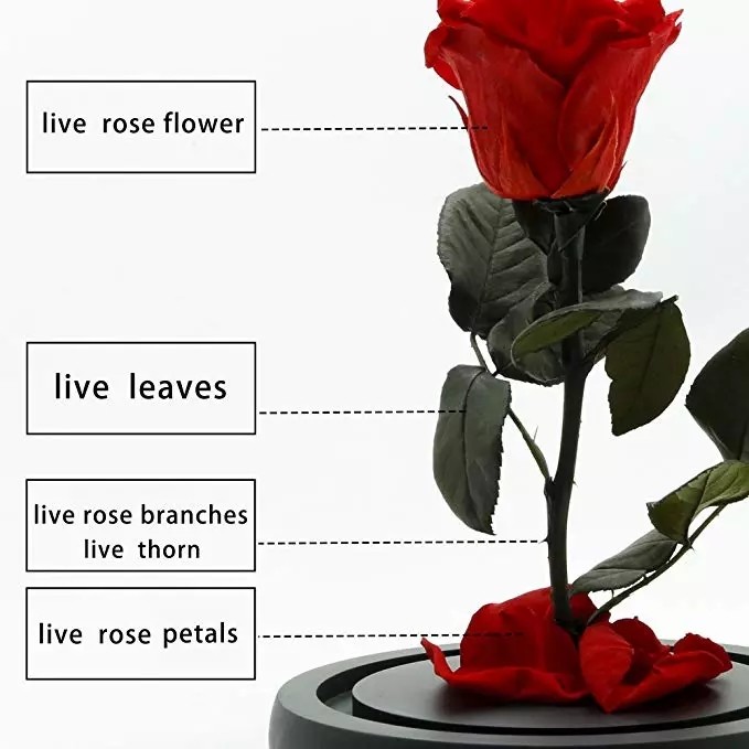 Never Withered Flowers preserved roses in glass dome Fresh flower rose Preserved roses