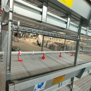 Wholesale 100kgs H Type Battery Broiler Chicken Cage System 120 Birds ISO9001 Listed from china suppliers