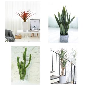 Wholesale 100cm Artificial Potted Floor Plants , Faux Agave Plant anti UV from china suppliers