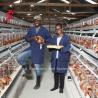 Buy cheap Toughness House Design Laying Chicken Battery Cage System With Cage Mesh Iris from wholesalers