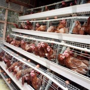 Wholesale 90/96/120/128/160 Birds Laying Poultry Chicken Cage System Farming A Type 3/4 Tiers Battery Layer Cage from china suppliers