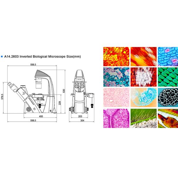 Mechanical Stage Inverted Light Microscope / Digital Inverted Microscope