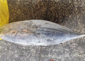 Wholesale Whole Round Delicious 2.5kg Frozen Skipjack Tuna For Canning from china suppliers