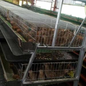 Wholesale Less Legs Twisting / Injury Quail Cage Safe For Major Breeding Industries from china suppliers