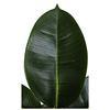 80cm Nearly Natural Looking Oak Tree Faux Plants Ornamental Indoor Tree