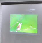 Projection Screen Vinyl Fabric Korea Touch Transparent Rear Projection Film