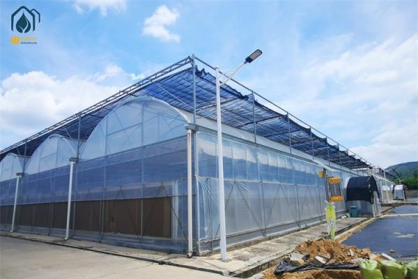 Modern Multi Span Agricultural Greenhouse PE Film Commercial Greenhouse