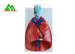 Professional Medical Teaching Models Human 3D Lung Model Natural Size