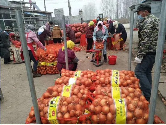 Restaurant Aging Resistance Natural Fresh Onion