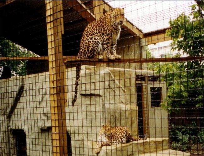 Non Rusting Welded Steel Wire Mesh Zoo Animal Enclosure Wire Mesh 10m-30m