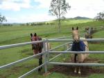 Hot Dipped Galvanised 40x80mm Corral Panel Fence For Horse