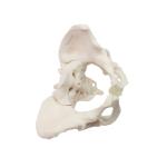 Eco-friendly PVC 1:1 Life Size Medical Education Artistic Creation Design