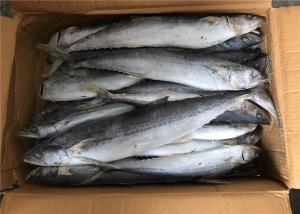 Wholesale Bulk 700g 1000g Whole Round Frozen Spanish Mackerel from china suppliers