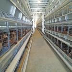 0.75kw Auto Feeding Layer Chicken Cage 54-384 Birds For Husbandry