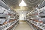 Anti Corrosion Automatic Layer Battery Chicken Cages For Africa Agricultural