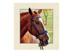 Stock Horse Image 5D Pictures Lenticular Photo Printing PET/PP Lenticular