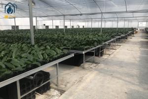 Wholesale Orchid Seed Hydroponic Plastic Seedling Tray For Vegetables Flowers Fruit Planting from china suppliers