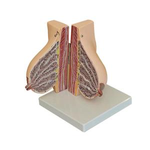 Wholesale Medical Anatomy Human Female Breast Model In Lactation Period To Reveal Internal Breast Anatomy from china suppliers