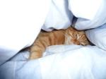Supply Hotel Goose Down Duvet