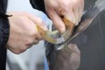 TPU material smart film for car paint protection film anti scratch anti yellow