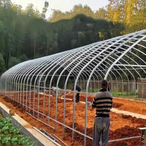 Wholesale Single Span Plastic Film Tunnel Greenhouse for Agricultural Plants Growing from china suppliers