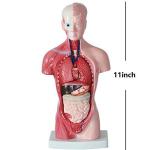 3d 26cm Mini 15 Parts ODM Human Body Torso Model