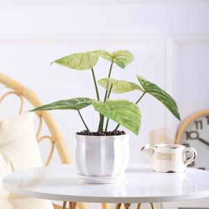 Wholesale Bedroom Artificial Potted Floor Plants Plastic Philodendron Birkin from china suppliers