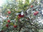 Bayberry bark Extract, Myrica rubra extract, CAS No: 529-44-2, natural