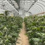 Greenhouse Blackout Curtain Systems Length 120ft 131ft 144ft