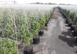 1.8m Height White Plastic Net Climbing Outdoor Plant Support