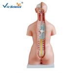 High Performance 85cm Human Torso Skeleton Unisex Torso 23 Parts VIC-204