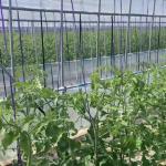 Steel Structure Multi-Span Cocopeat Soil Greenhouse for Vegetable Production
