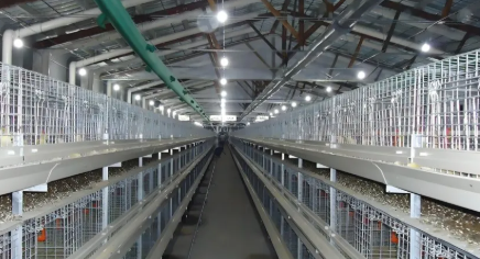 Galvanized Weather-Resistant Steel Structure Prefabricated Chicken House with Easy Rinse and Disinfect Design