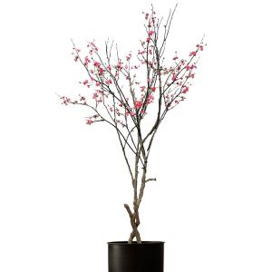 Wholesale Plant Sakura Real Touch Artificial Flowers Fabric Chinese Style Landscaping Tree from china suppliers