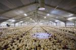 Galvanized Light Steel Frame Construction Poultry House Chicken Farm Bolts