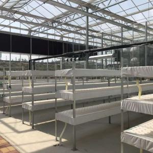 Wholesale Water Production Agricultural Greenhouse Manufacturer Growing Hydroponic System Rooling Bench System from china suppliers