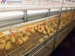 Anti Corrosion Automatic Layer Battery Chicken Cages For Africa Agricultural