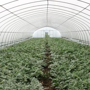 Wholesale Single Span 150/200 Micron PE Film Plastic Film Greenhouses Agricultural Vertical Farming from china suppliers