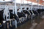 1-20mm Thickness Rubber Livestock Mats For Cattle Equipment XBF-C0011