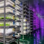 Multi-Span Agricultural Greenhouses Barley Breeding Room for Vegetable Fruits