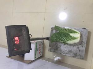 Wholesale Green Chinese Celery Cabbage / Chinese Napa Cabbage Plant Standard Size from china suppliers